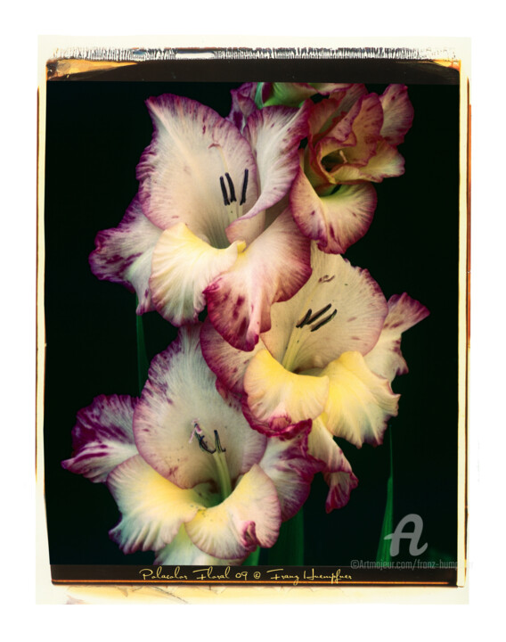 Photographie intitulée "Polacolor Floral 09" par Franz Hümpfner, Œuvre d'art originale, Photographie argentique