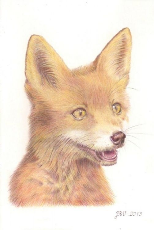 le-renard-2013.jpg