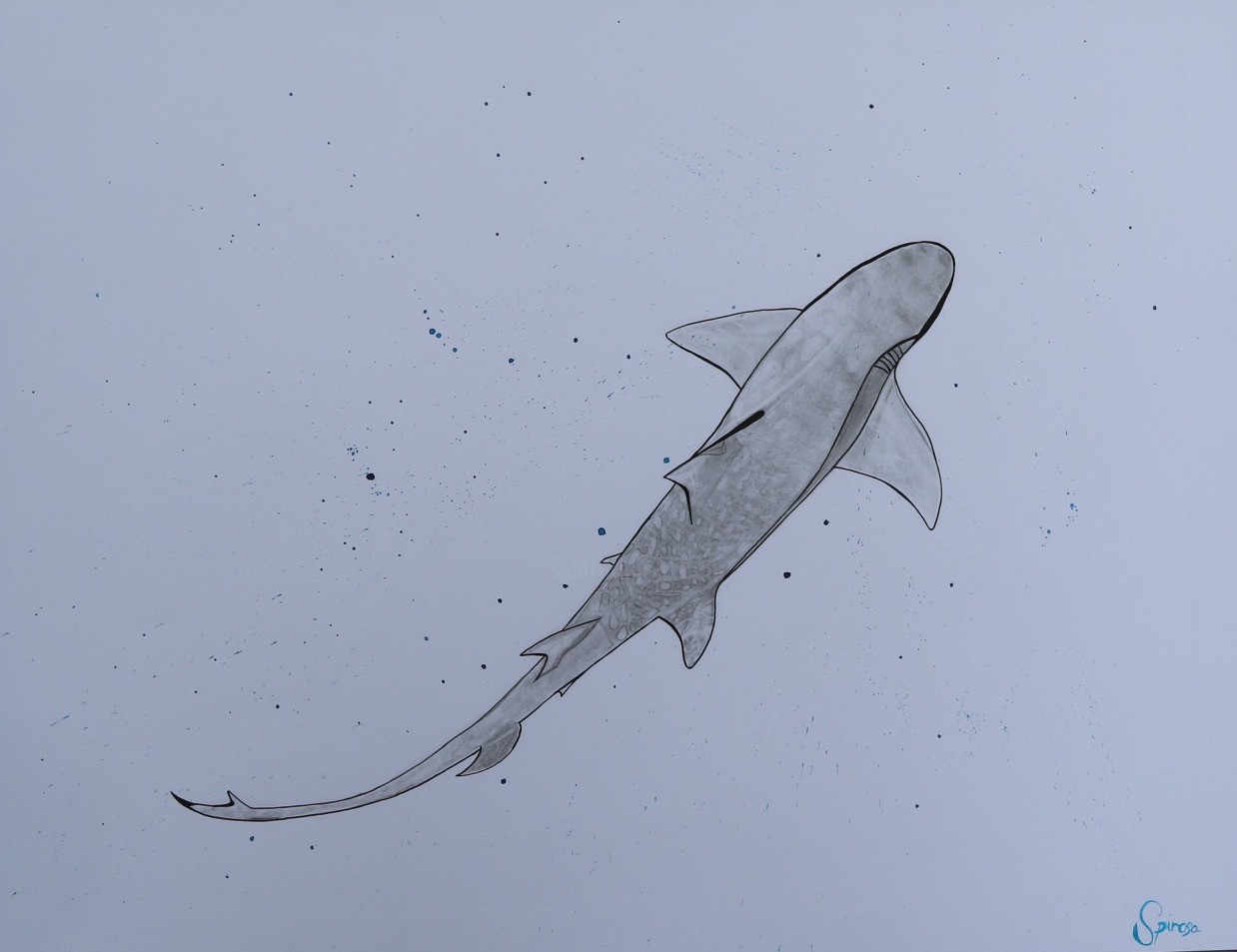 thresher shark drawing