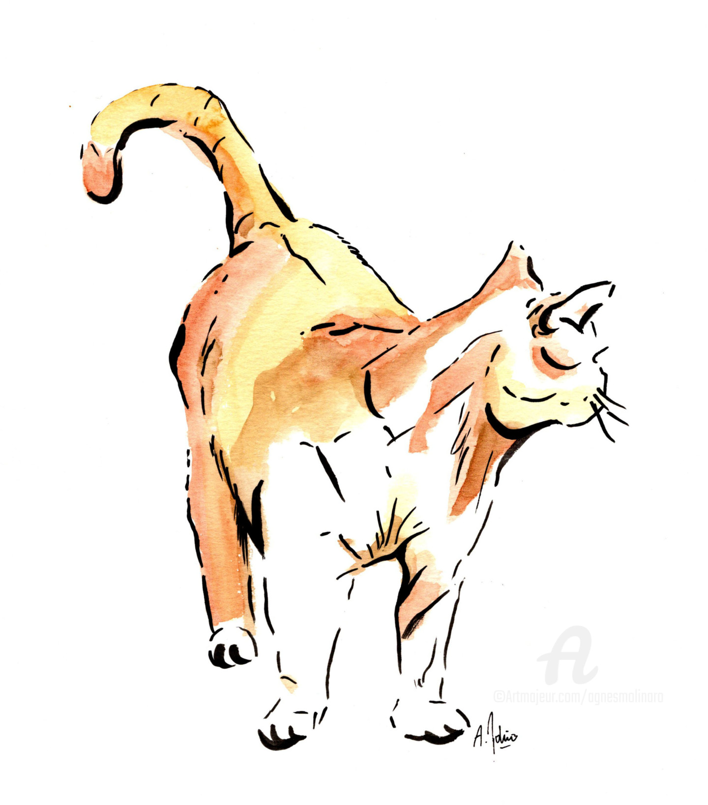 Chat Roux Drawing By Agnes Molinaro Artmajeur