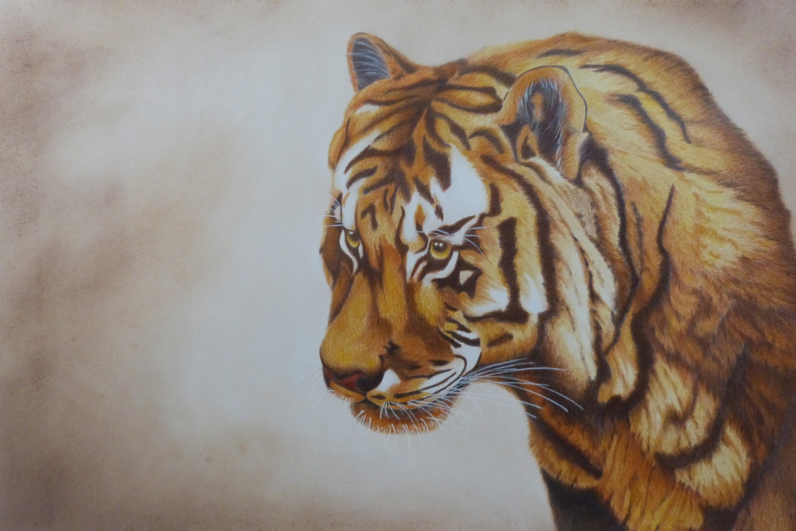 Le Tigre, Drawing by Daniel Alvarez | Artmajeur