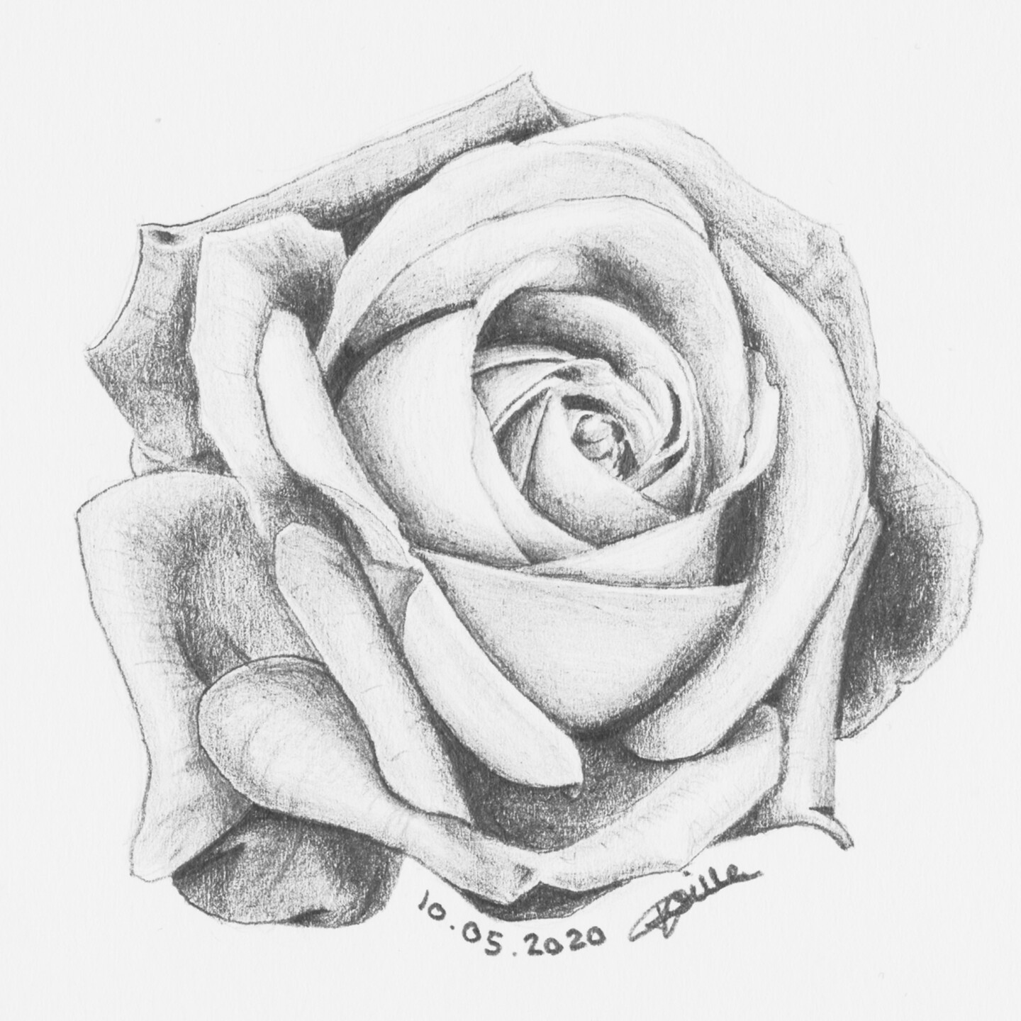 Carte Blanche Belles Roses Roses Avec Des Feuilles Vertes Sur image libre  de droit par AntonMatyukha © #186957806