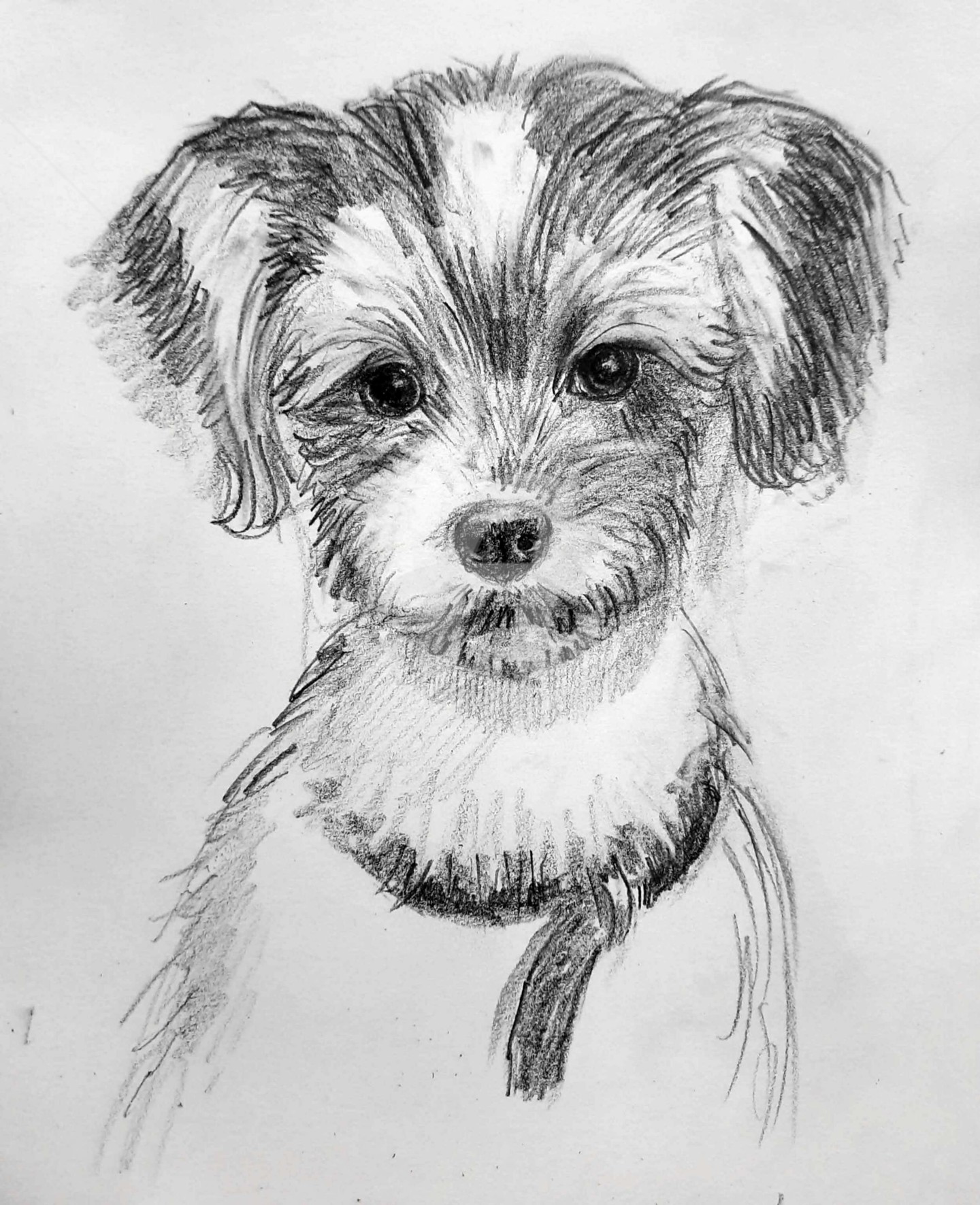 cute puppy drawing in pencil