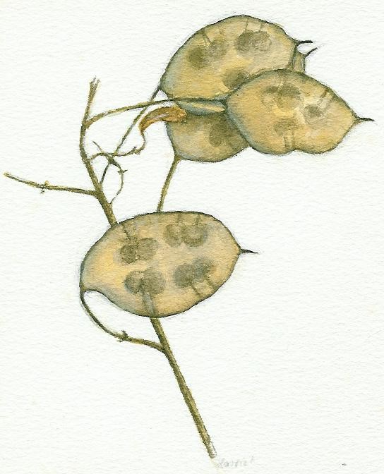seed heads Drawing by Harriet Artmajeur