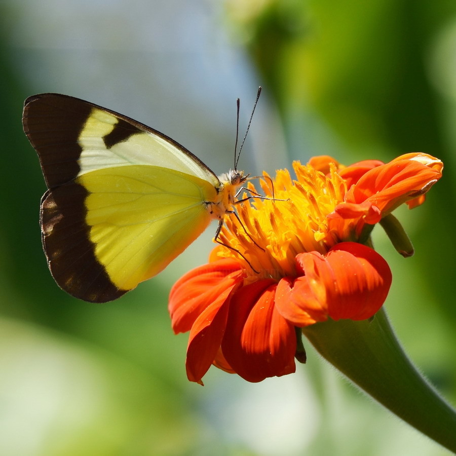 planting flor de mariposa