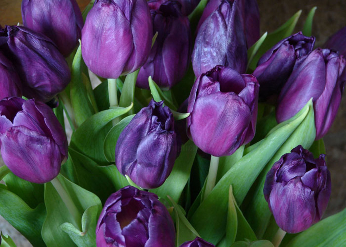 Tulipa Purple Bouquet