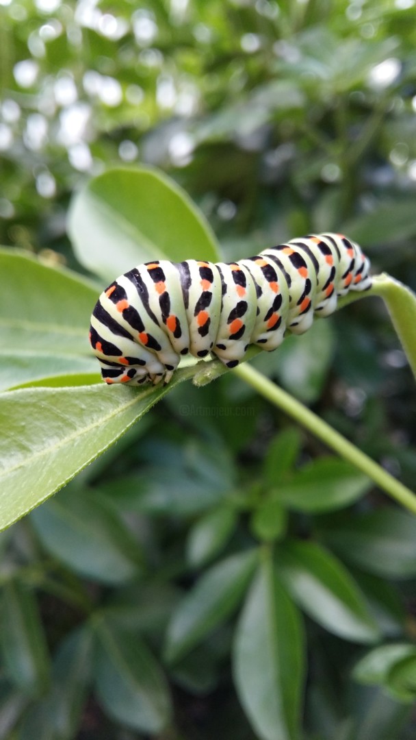 Chenille De Papillon Machaon Photography By Dominique Thivollier Artmajeur