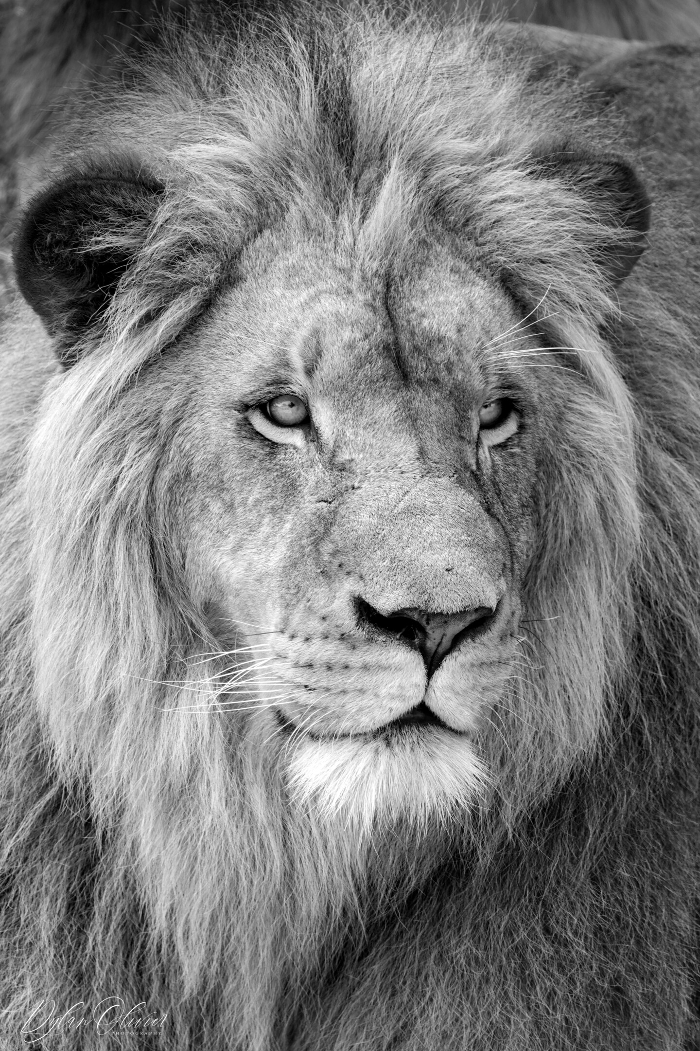 black and white photography lion