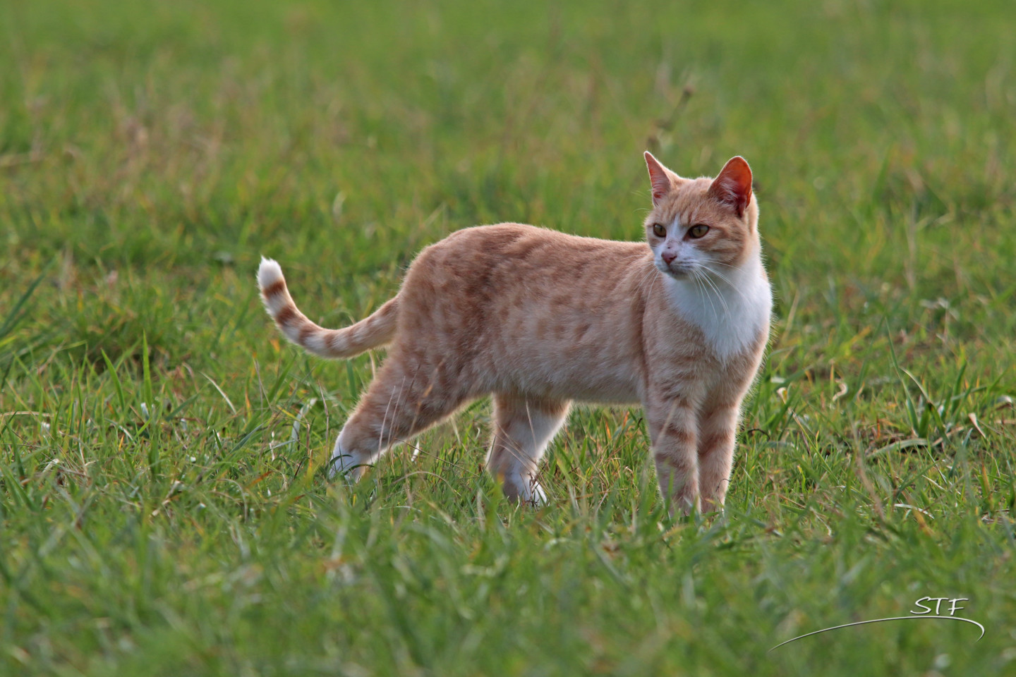 Charmant Chat Roux En Ballade Photography By Etienne Artmajeur