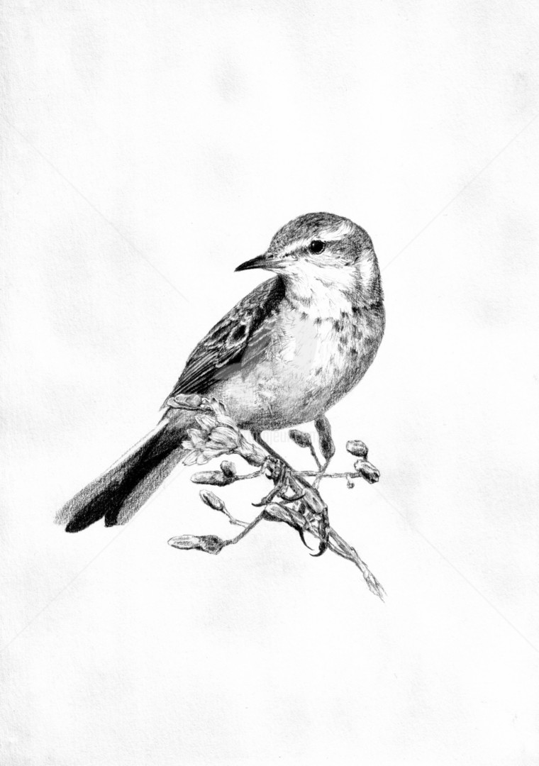 Графические зарисовки птиц