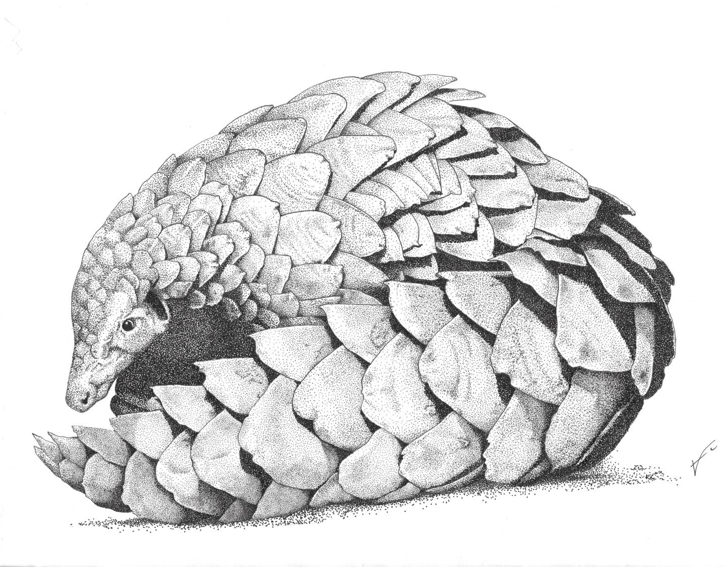 Pangolin, Drawing by Angie V. Artmajeur