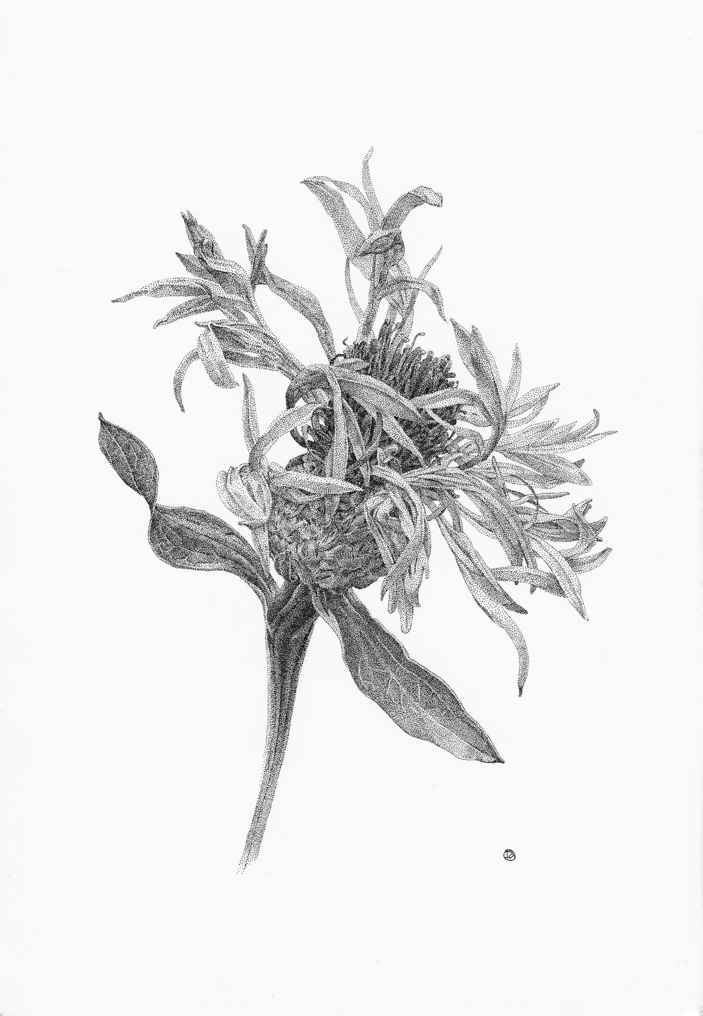 cornflower drawing