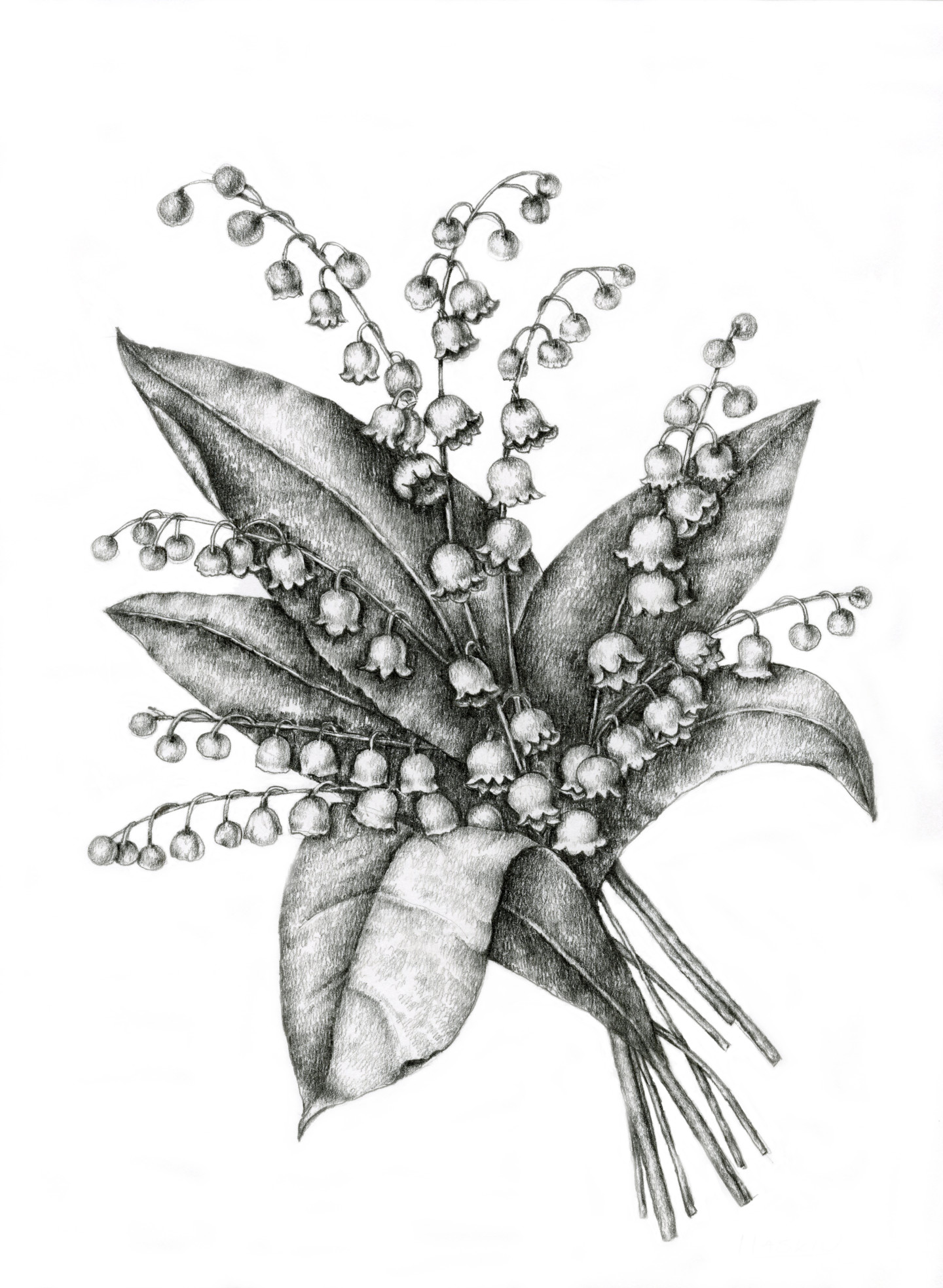 Lily Of The Valley, Drawing by Irina Laskin | Artmajeur