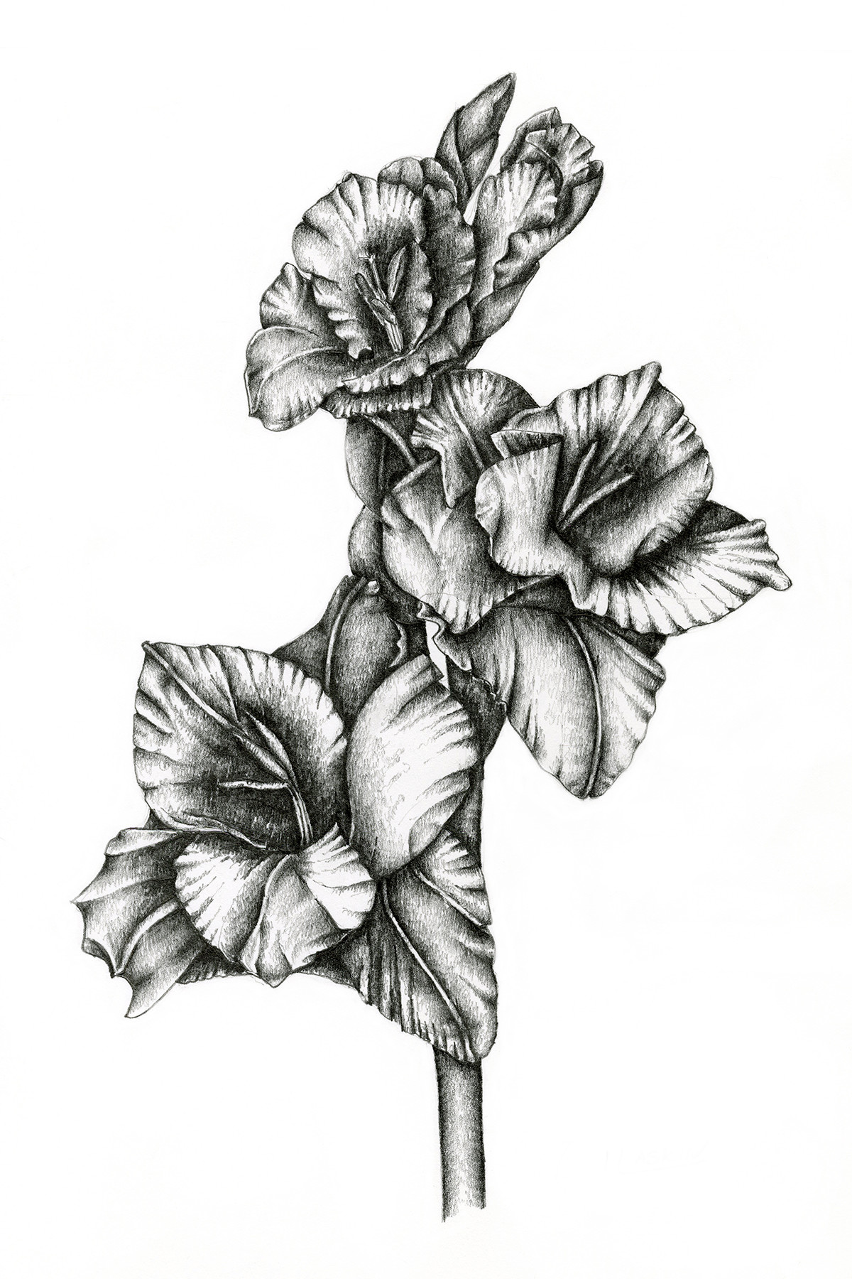 Gladiolus, Drawing by Irina Laskin Artmajeur