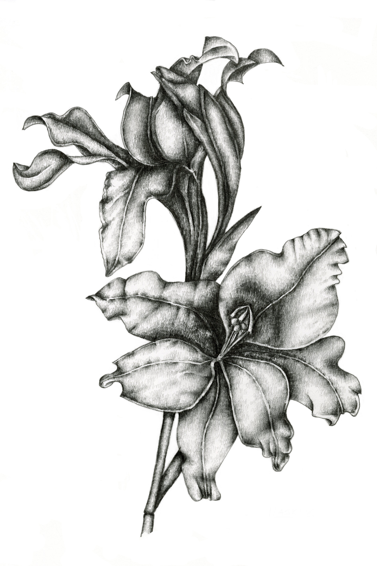 Gladiolus Drawing By Irina Laskin Artmajeur.