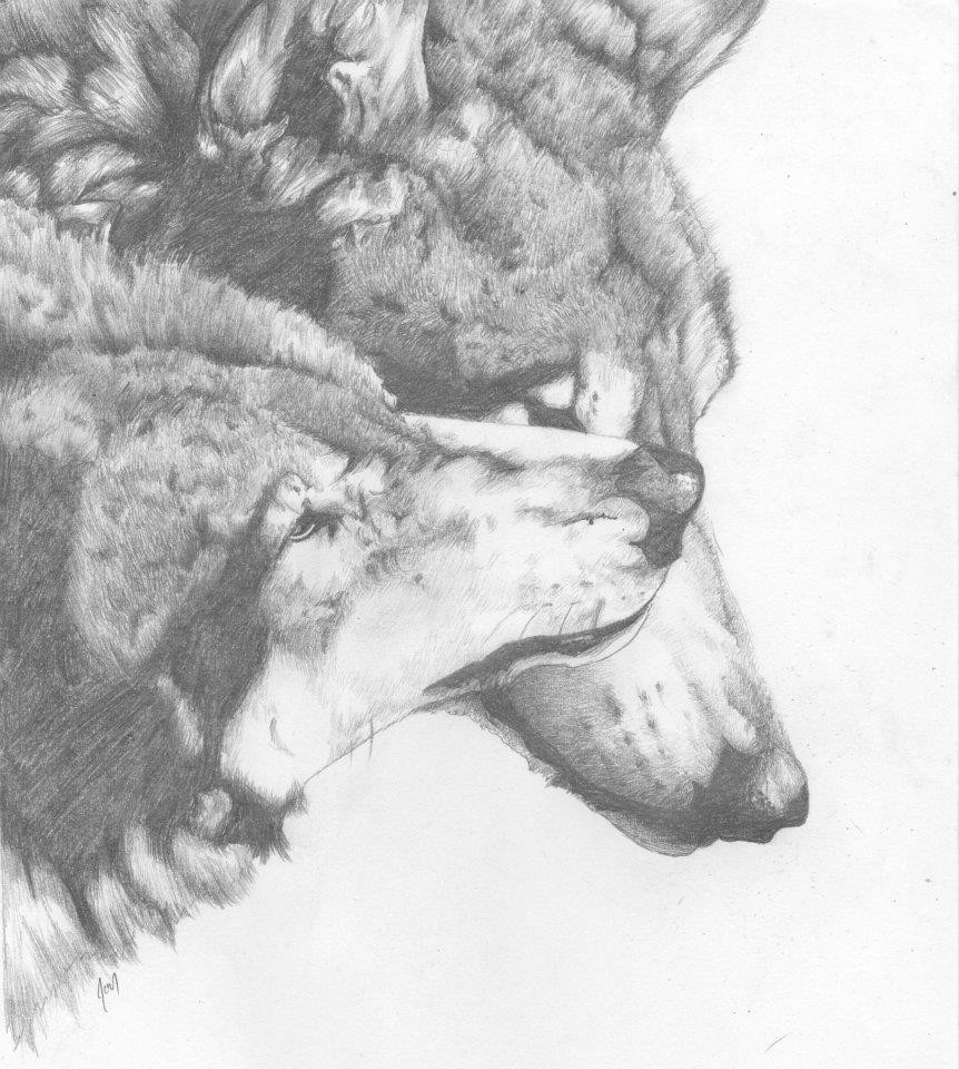 two wolves together drawing
