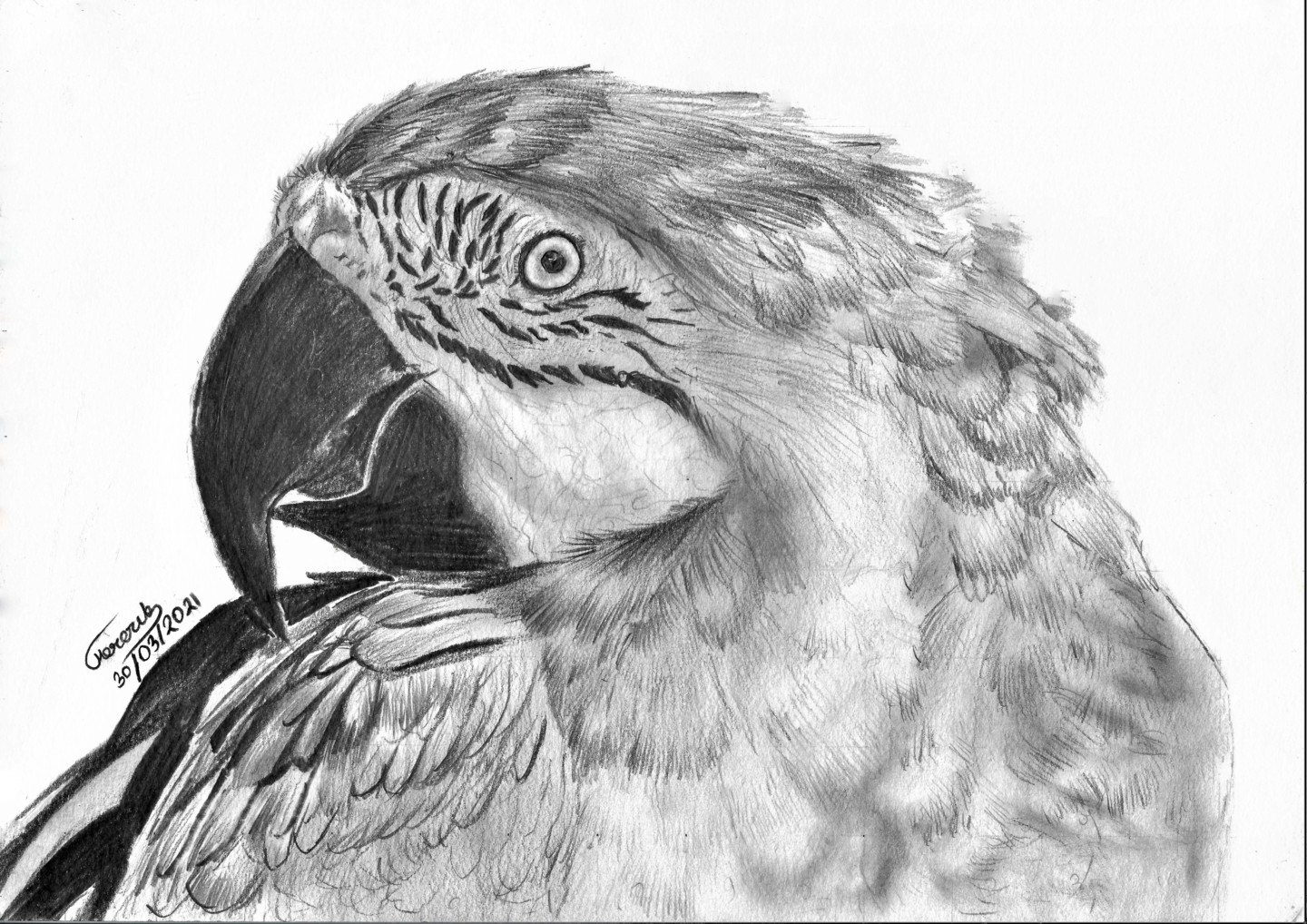 macaw parrot drawing