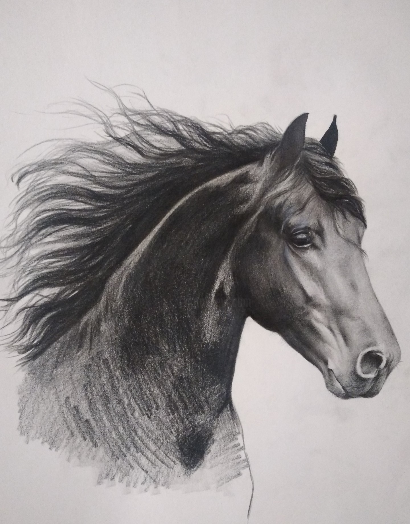 Конь нарисованный углем