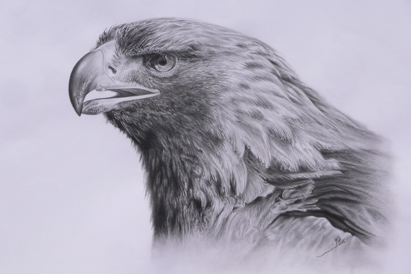 Águila, Dibujo por Kile Zabala | Artmajeur