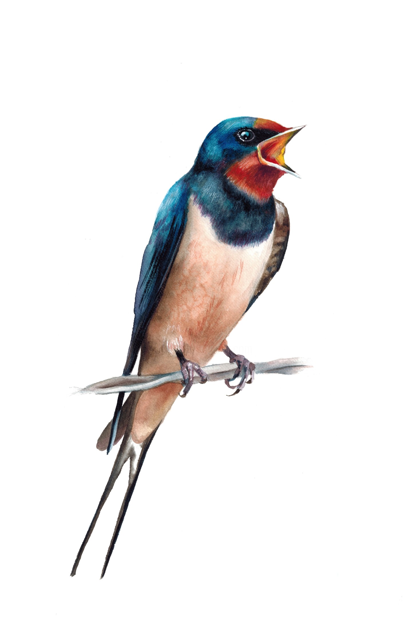 Barn Swallow Bird Illustration, Painting by Kseniia Tikhomirova | Artmajeur