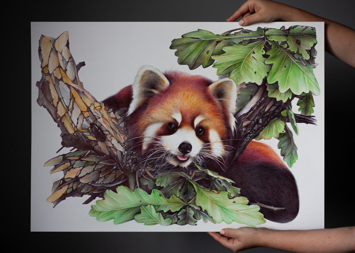 red panda pencil drawing