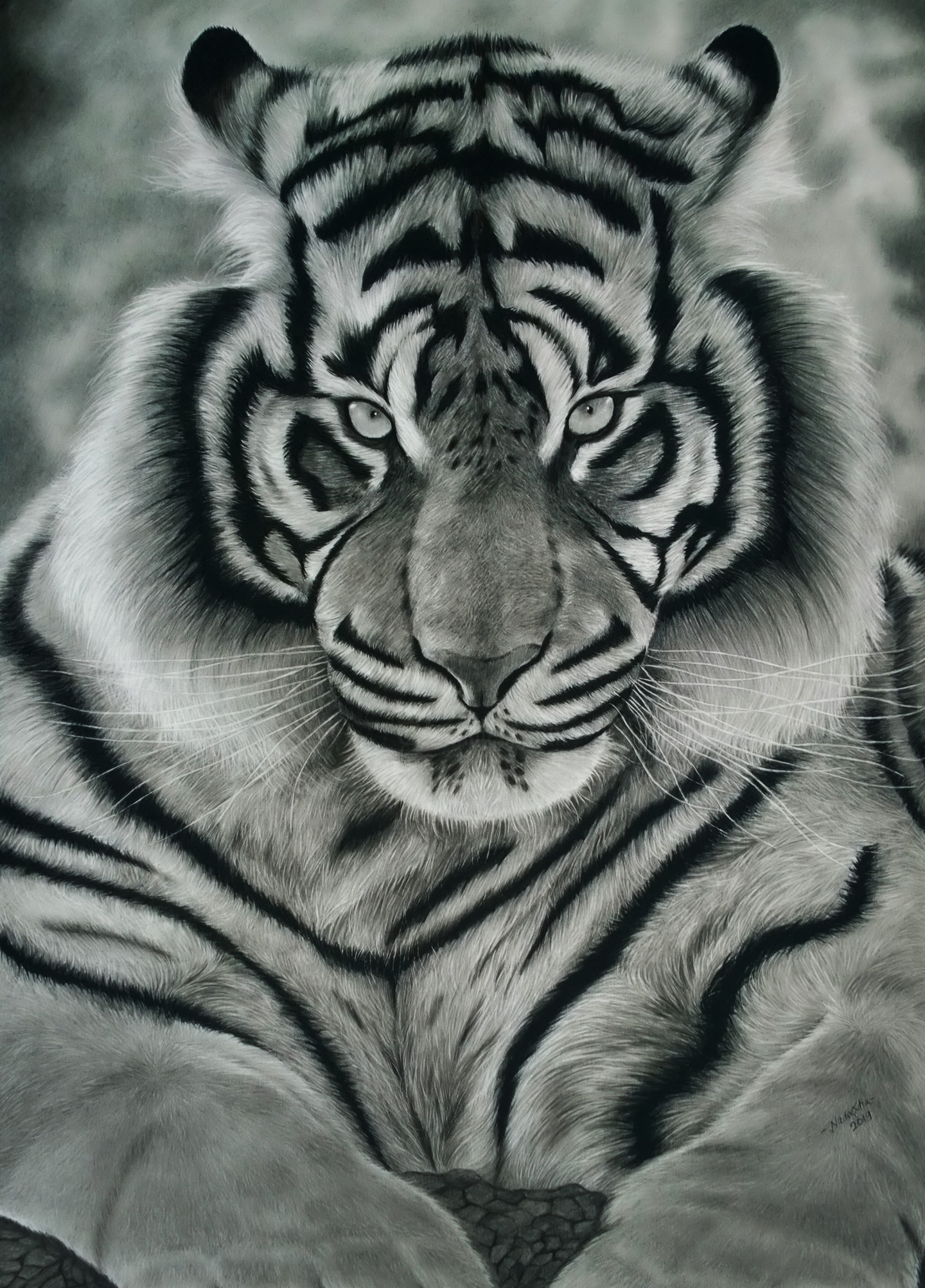 Тигр графичный