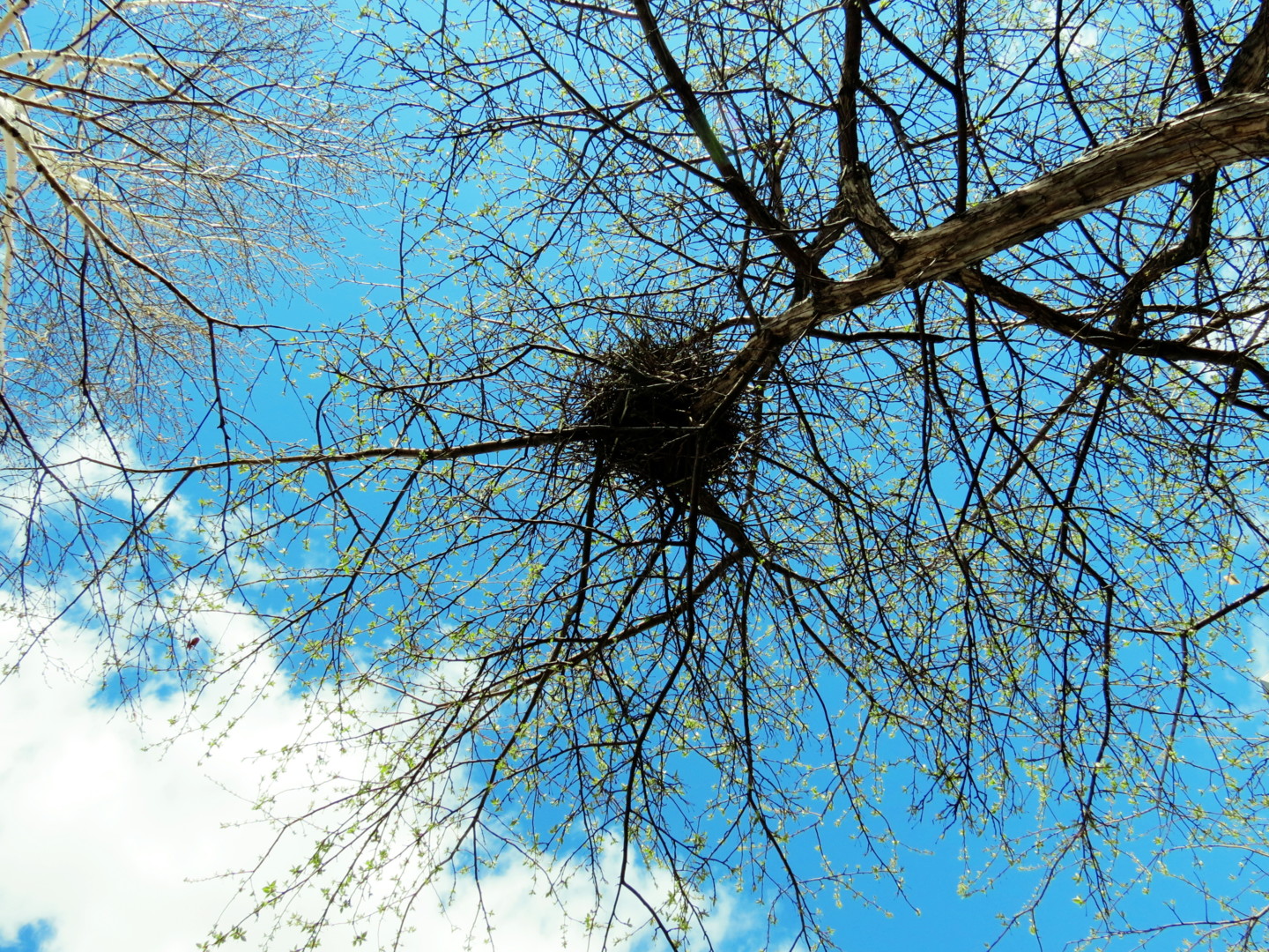 Небо и деревья с гнездами