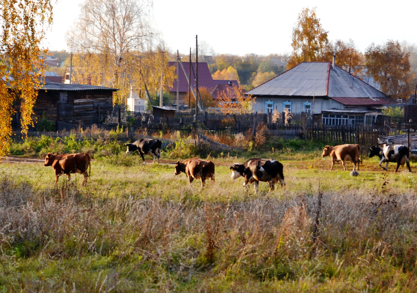Деревня осень теленок