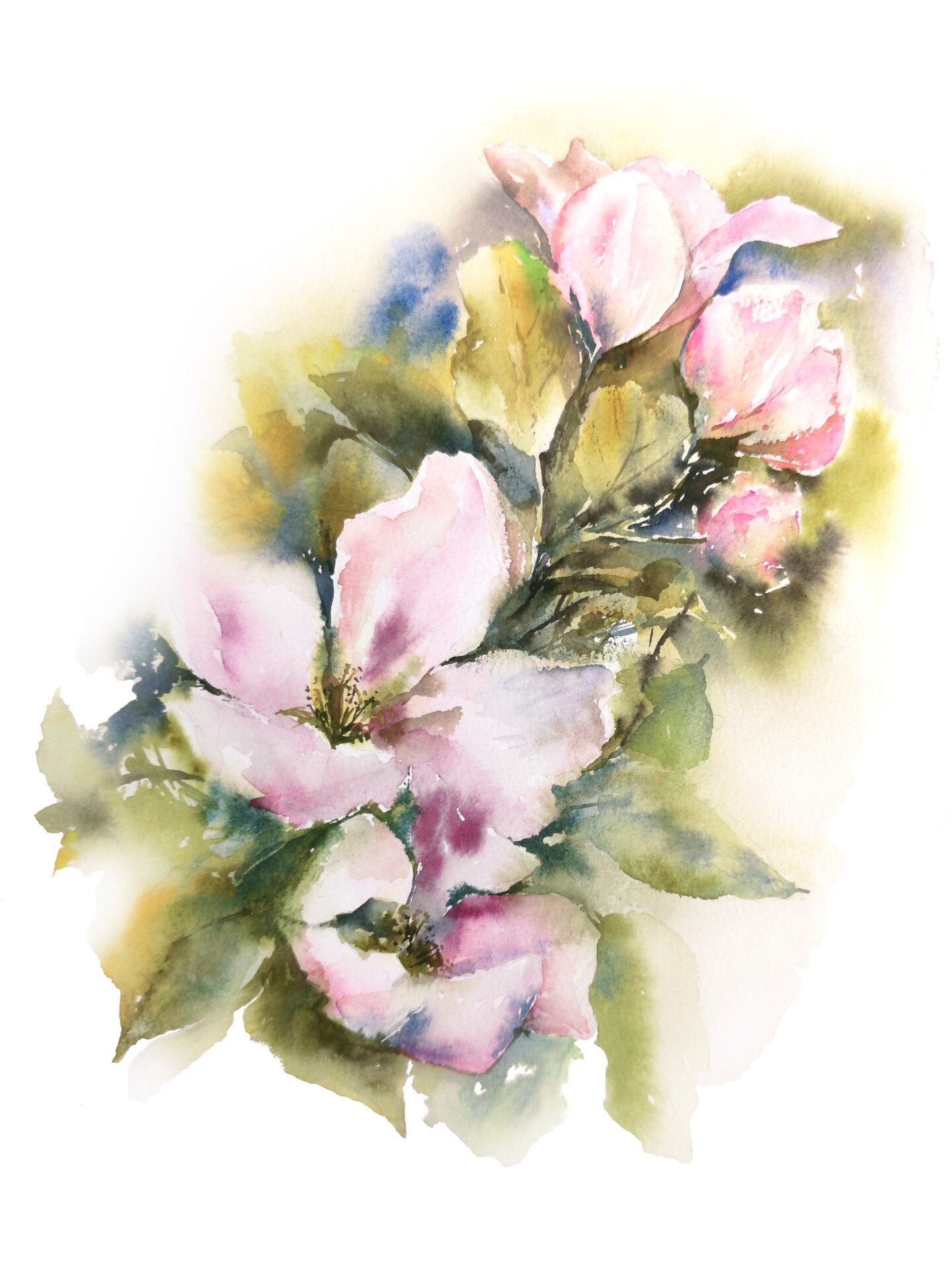 watercolor apple blossom