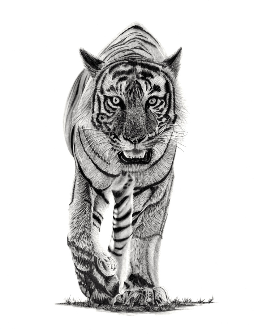 how to draw a tiger body