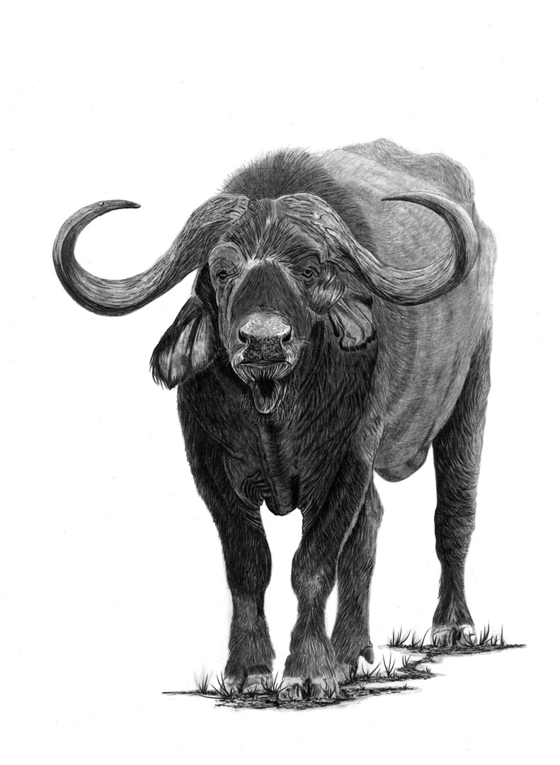 Buffalo, Drawing by Paul Stowe Artmajeur