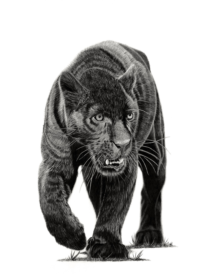 Black Panther, Dessin par Paul Stowe Artmajeur