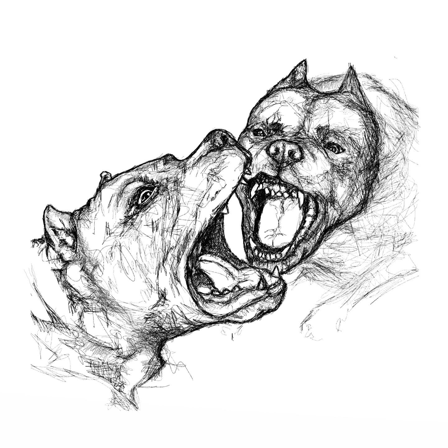 PitbullAttack., Drawing by Dmitry Payvin Artmajeur