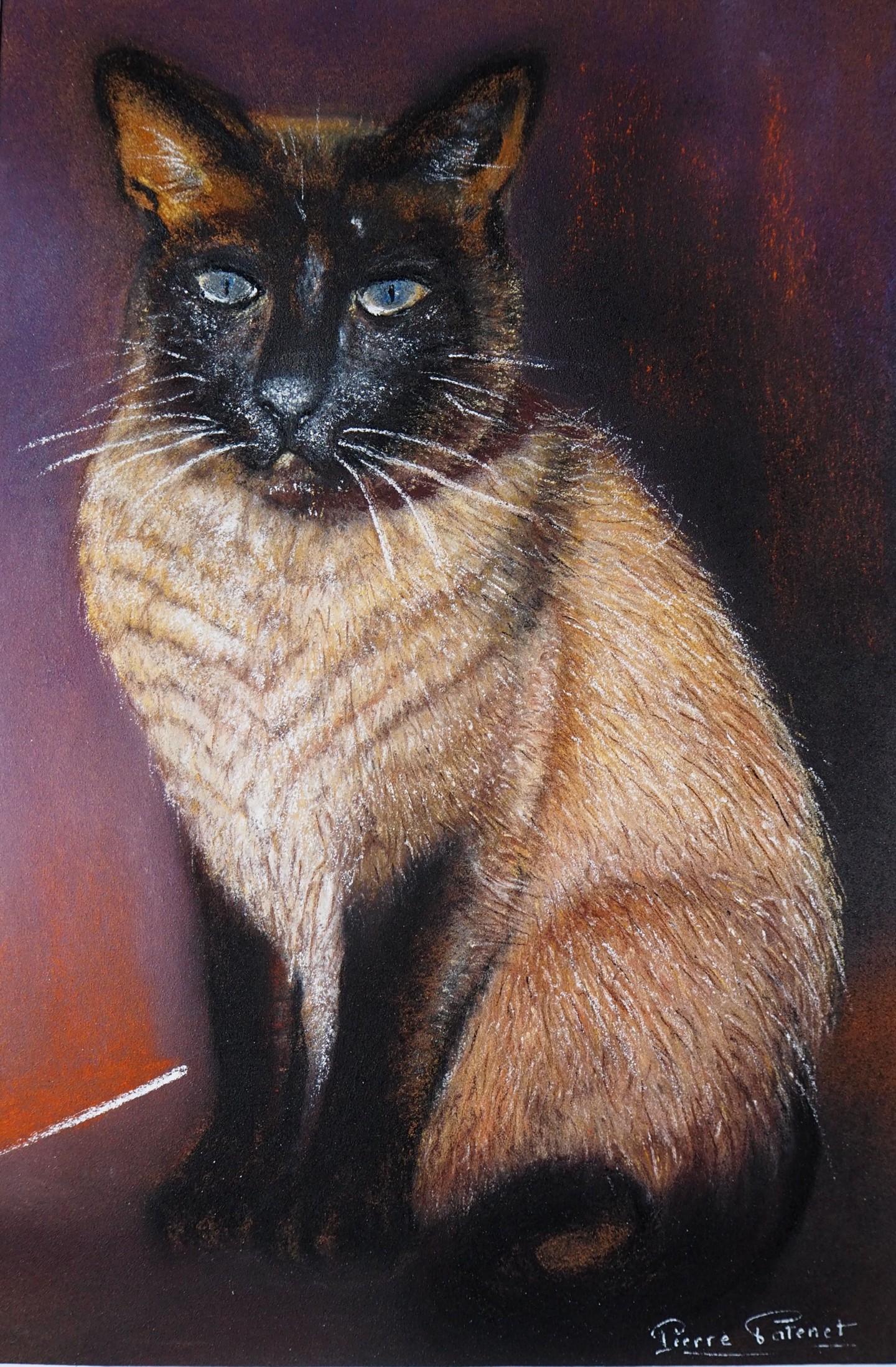 Chat Siamois Painting By Pierre Patenet Artmajeur