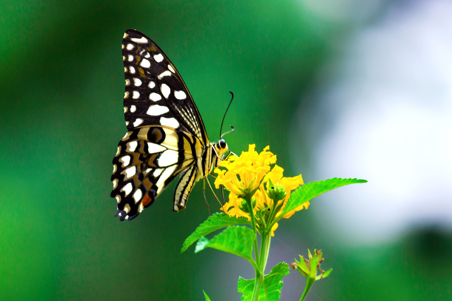 Common Lime Butterfly, Photography by Robbie Ross | Artmajeur