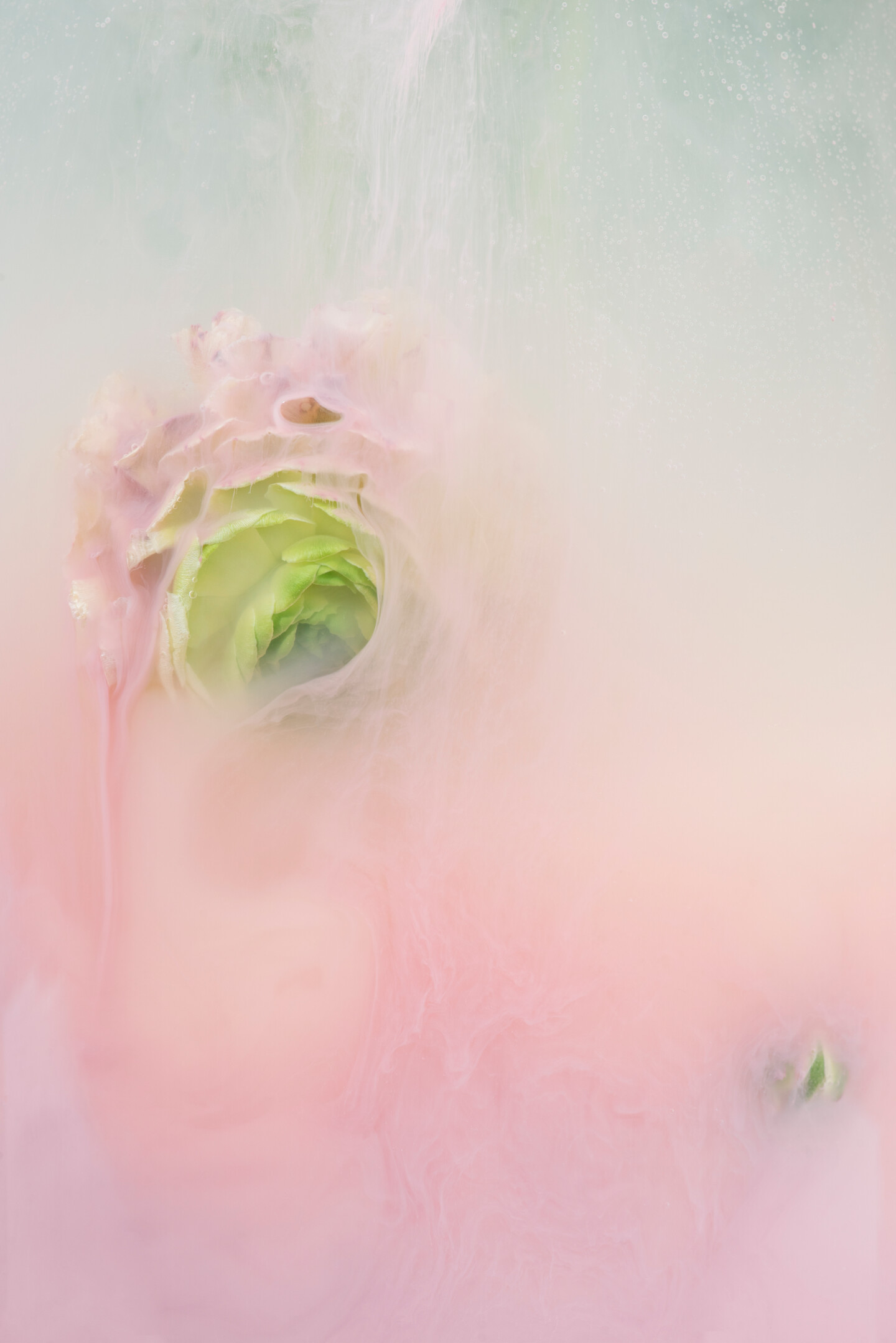 Ephemeral Flowers #5, Photography by Sara Gentilini