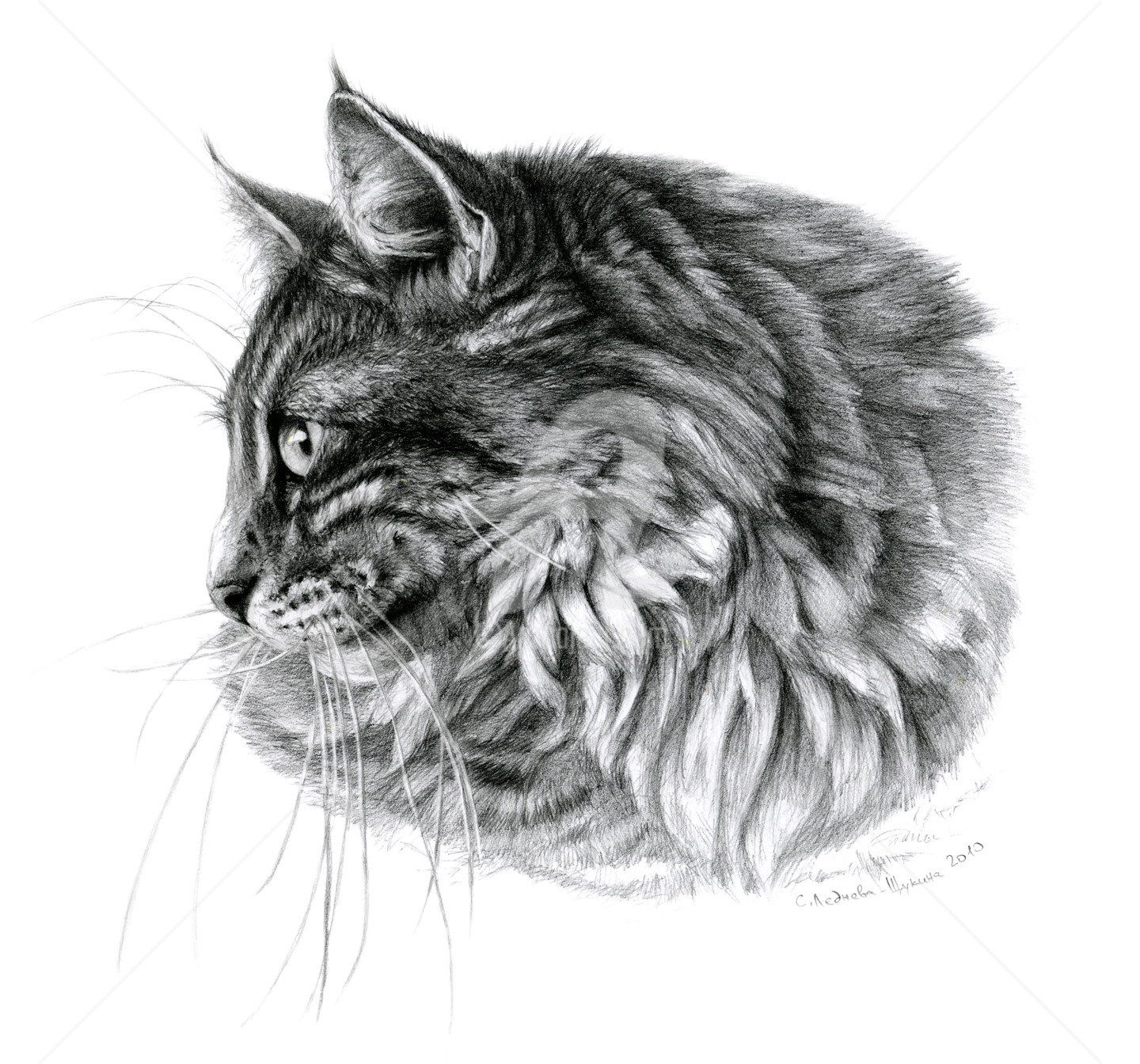 Зарисовки сибирской кошки