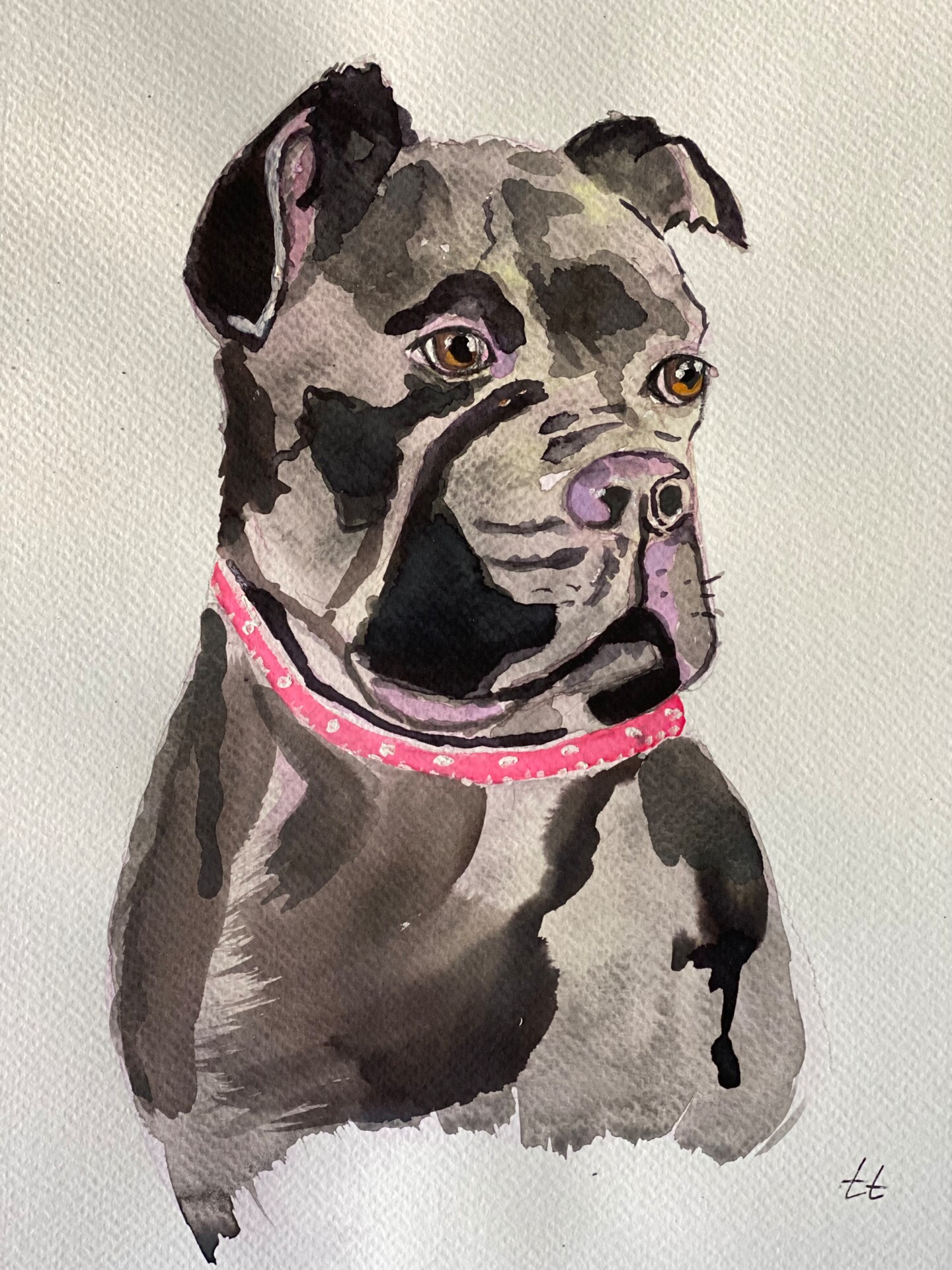 Cane Corso Dimensions & Drawings