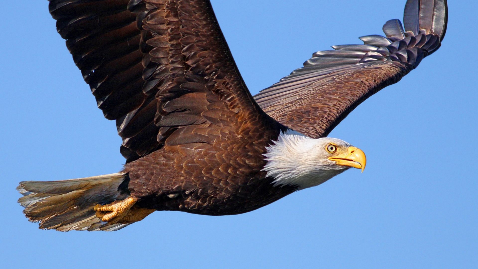 Flying Eagle, Photography by weblinkbabbalkumar Artmajeur