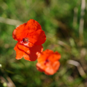 Photography titled "Coquelicot" by A.T Photographie, Original Artwork, Digital Photography