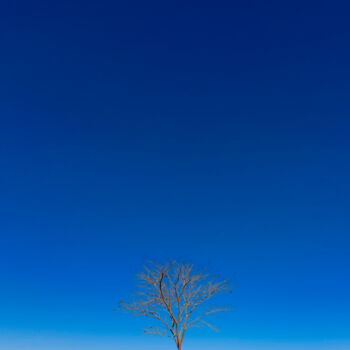 Photographie intitulée "Dry Loneliness" par Abreu, Œuvre d'art originale, Photographie numérique