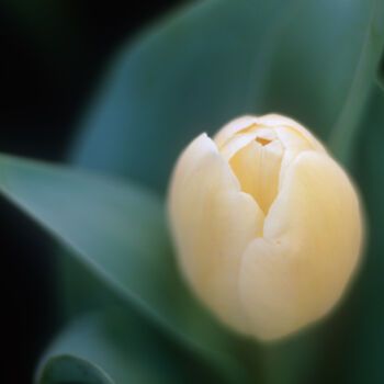 Fotografía titulada "A Tulip" por Adrian One, Obra de arte original, Fotografía analógica