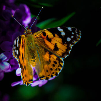 Fotografía titulada "flying colors" por Ahmet Reha Demir, Obra de arte original, Fotografía no manipulada