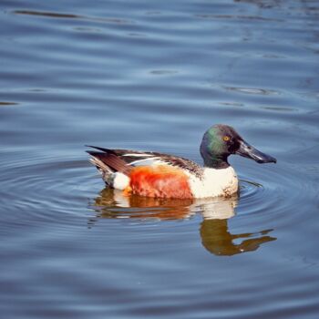 Photographie intitulée "Azure Duck" par Aiyana Gagnon, Œuvre d'art originale, Photographie numérique