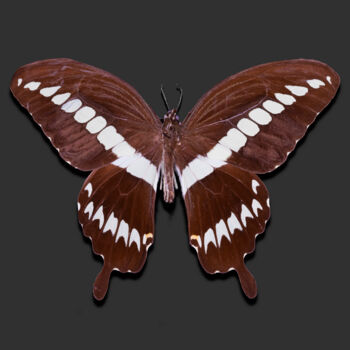 数字艺术 标题为“Butterfly II” 由Aleksey Gorbenko, 原创艺术品, 数码摄影