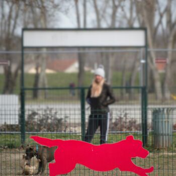 Fotografía titulada "Red dog" por Alen Gurovic, Obra de arte original, Fotografía no manipulada