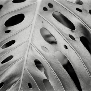 Fotografía titulada "Monstera" por Alexandr Lugovoy, Obra de arte original, Fotografía analógica