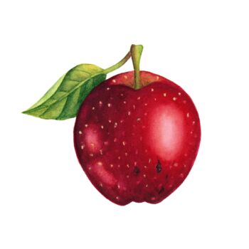 Malarstwo zatytułowany „Red apple” autorstwa Alfiya Scheck, Oryginalna praca, Akwarela