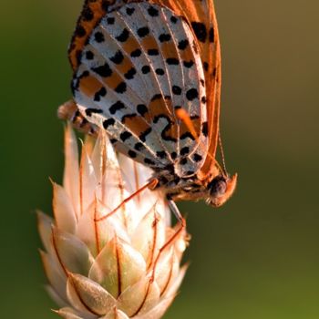 Fotografia zatytułowany „Papallona” autorstwa Alfredo.G.Mira, Oryginalna praca