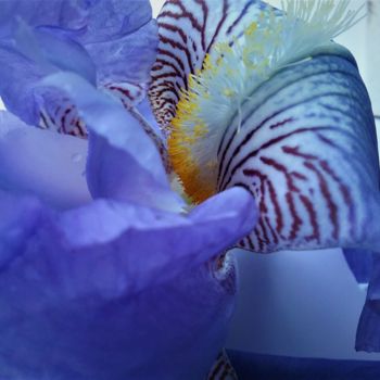 "coeur-iris2.jpg" başlıklı Fotoğraf Claudette Allosio tarafından, Orijinal sanat